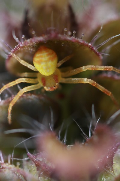 A Spiders Eye View
