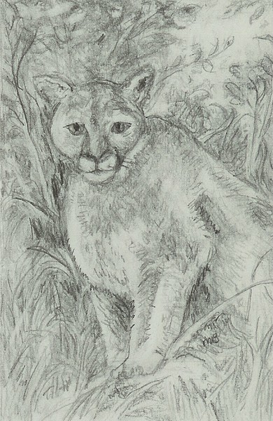 mtn lion