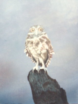 The Owl