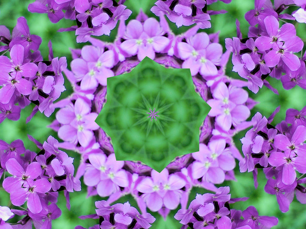 purple flower kalidiscope 1