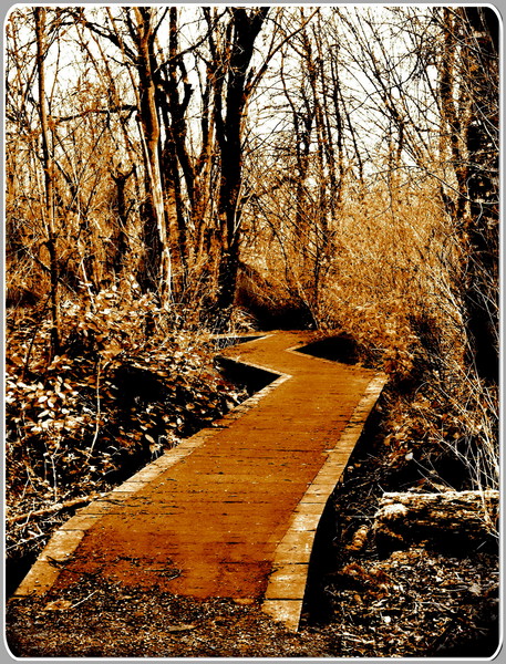 Yauger Park Bridge