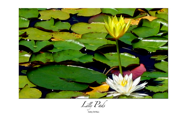 Lilly Pads