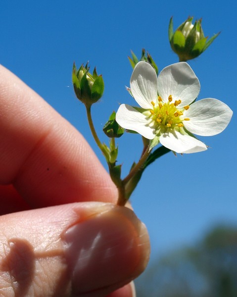 Wild Strawberry Blossom