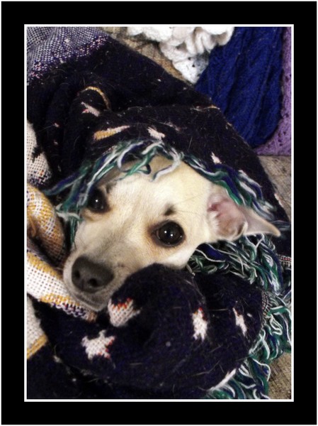 Undercover Dog