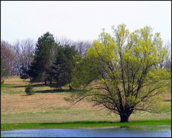 The Green Of Spring