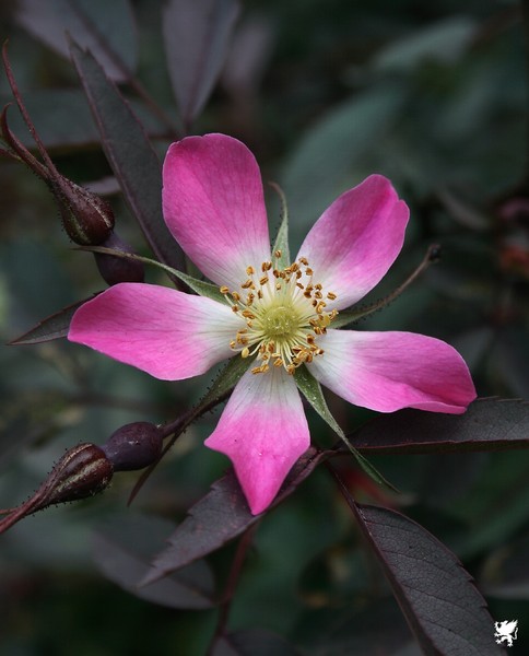 A LITTLE BEAUTY