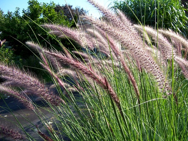 Grass