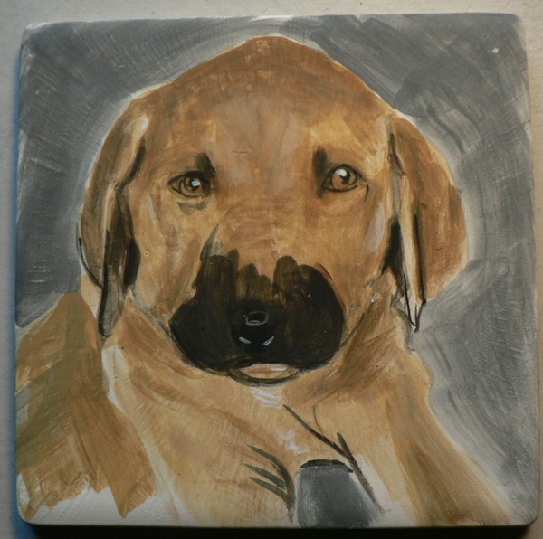 Rhodesian Ridgeback puppy