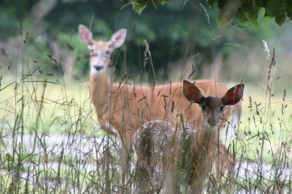 curious Doe - watchful mother