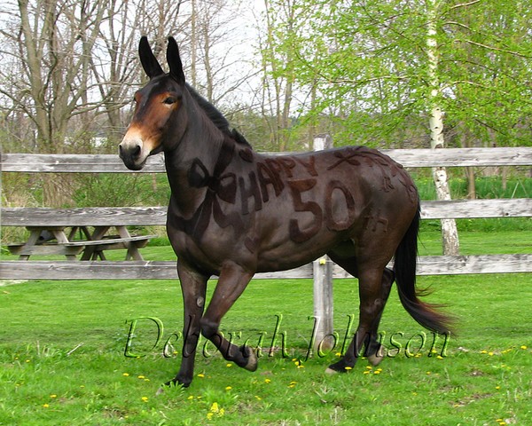 50th Anniversary Mule clip