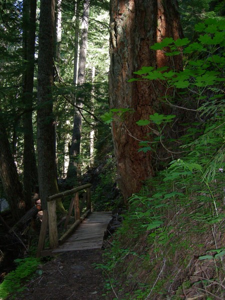 The Trail to Goat Falls