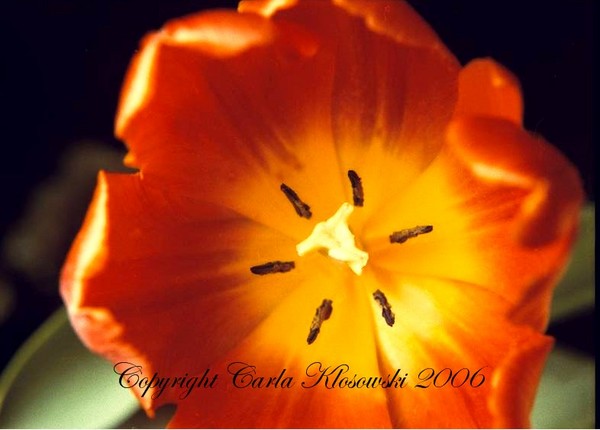 Tulip Bloom