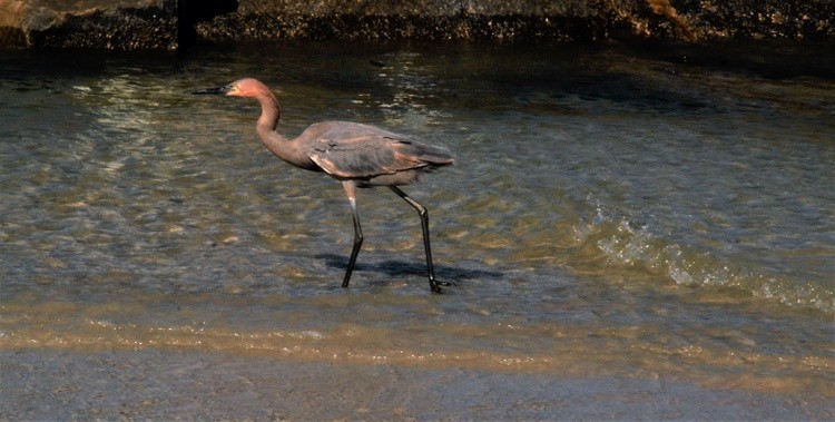 Reddish Egret On the move