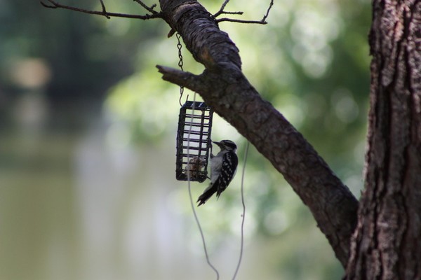 Downey Woodpecker