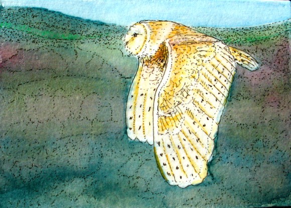 Barn Owl Flying