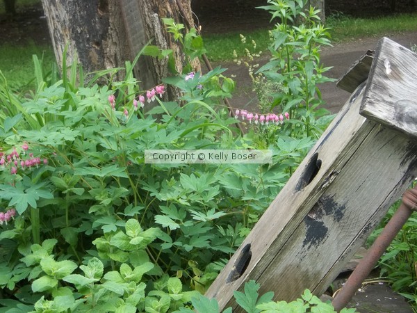 My Bleeding Heart