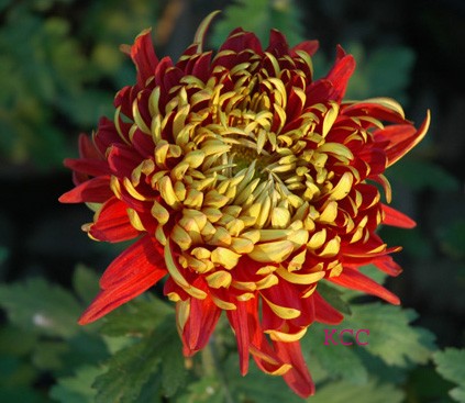 Fall Color 6