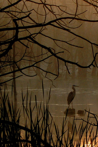 heron