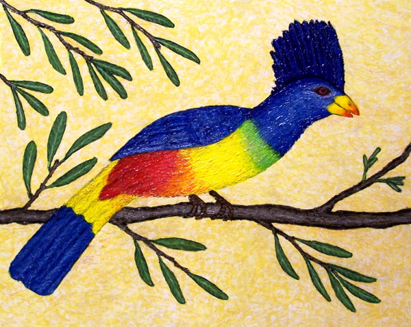 Giant Blue Turaco