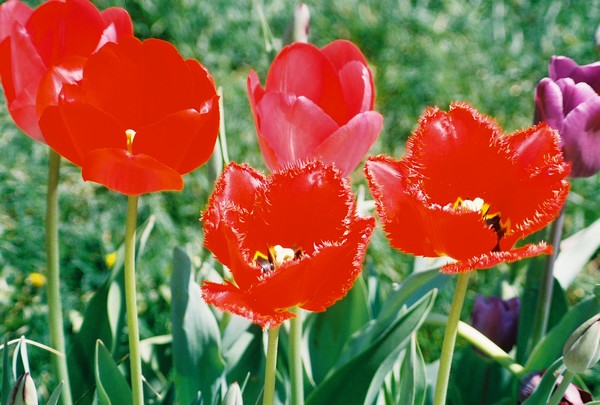 The flowers are in bloom