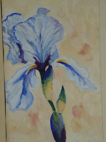 White Iris