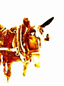 Mule 1