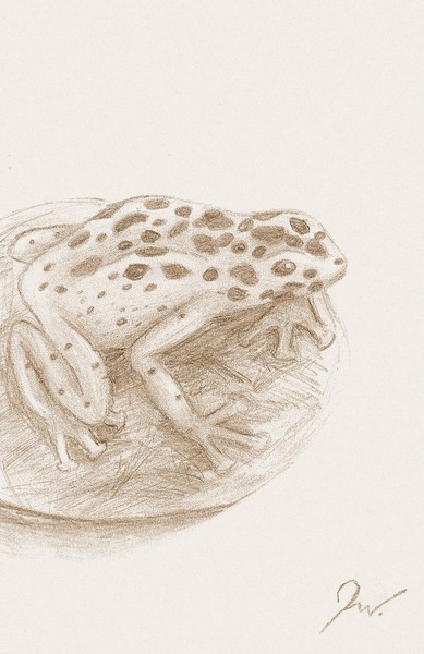 Spotted Frog