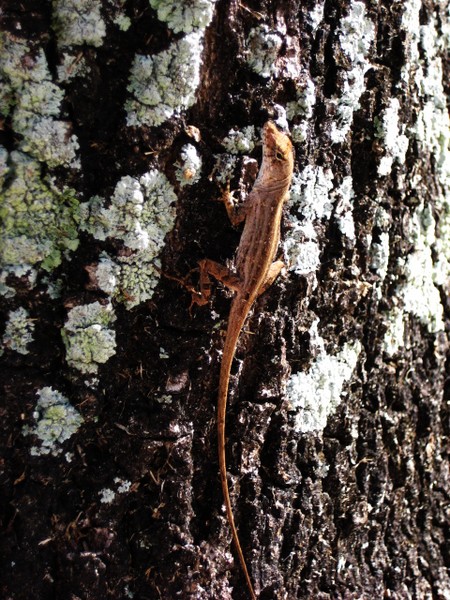 Gecko