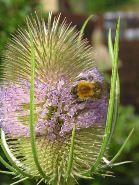 Bee and Teasel 4