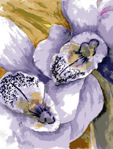 Sweet Orchids