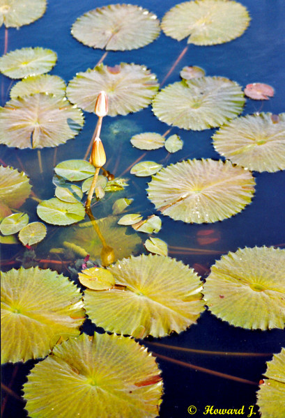 Frog Heaven