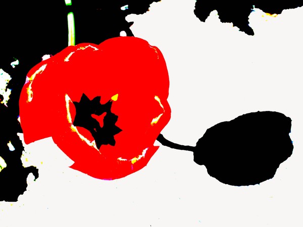 Sunlight Flower with Shadow