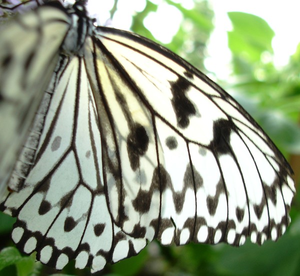 See Through Wing