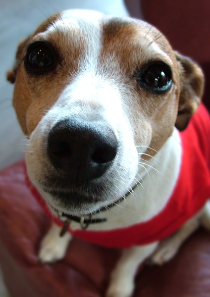 Toots