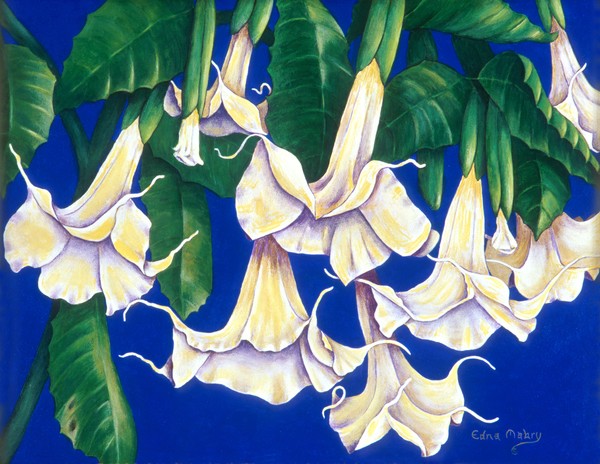 Angel's Trumpets