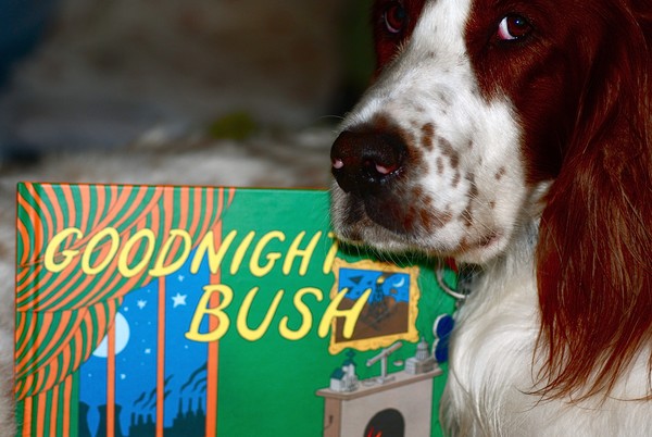 Goodnight Bush