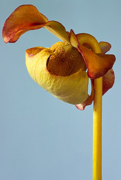 Sarracenia seedhead