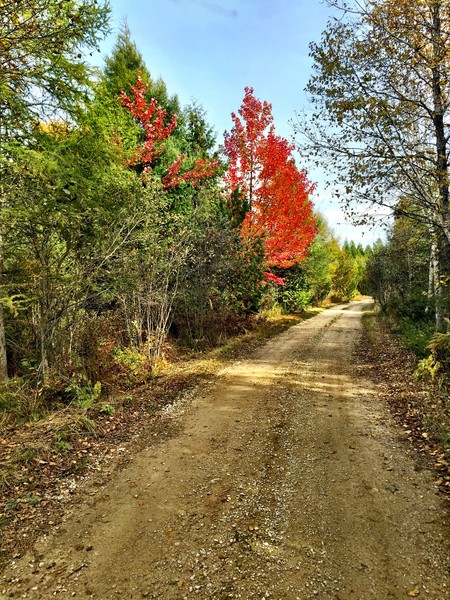 Autumn Joy