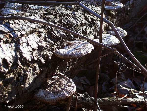 mushrooms on a treefall