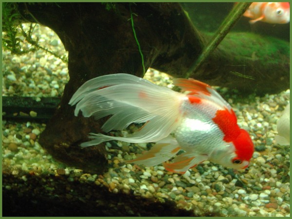 Oranda 