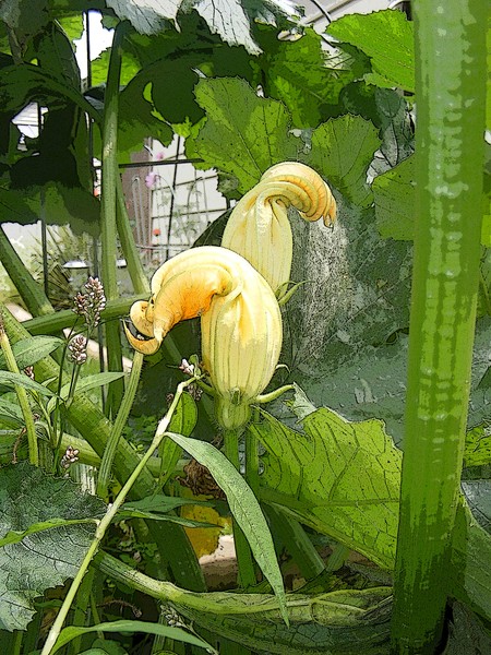 buds