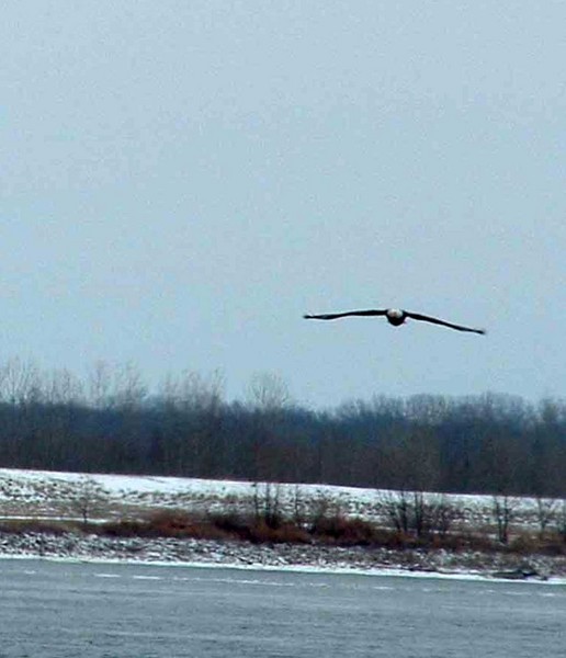 Soaring 
