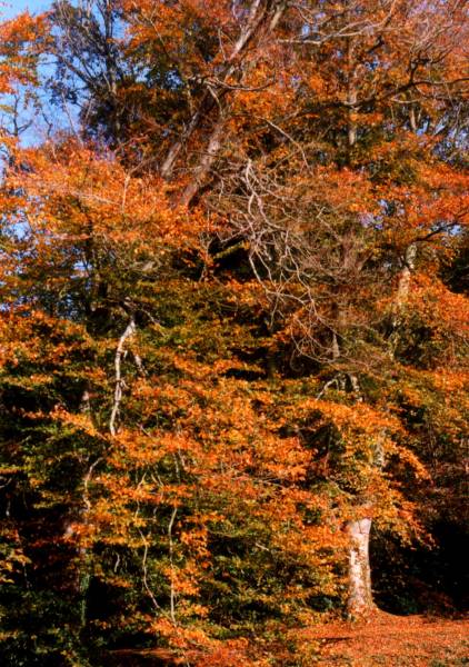 AUTUMN SPIRIT