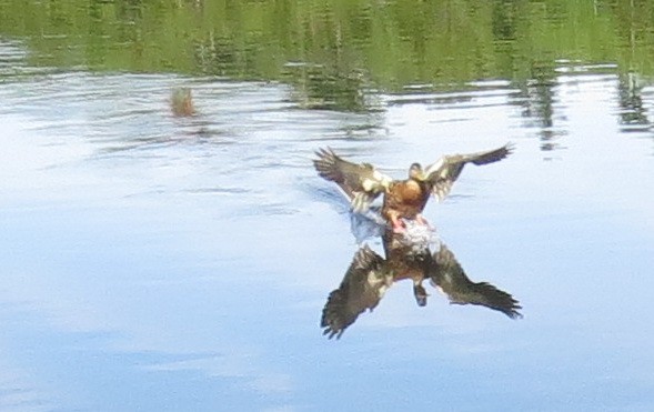Splash Down