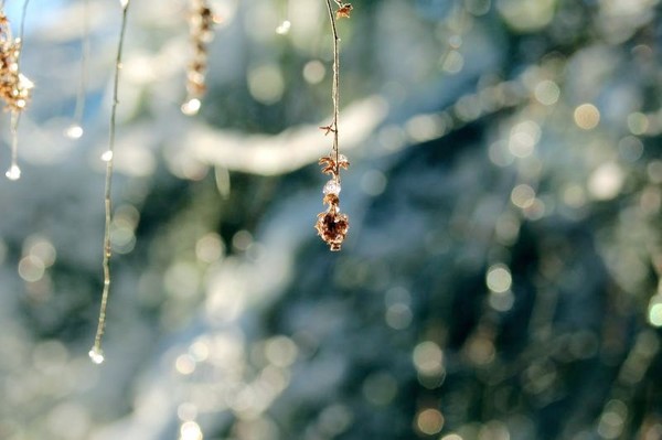 jewelled alder  cone