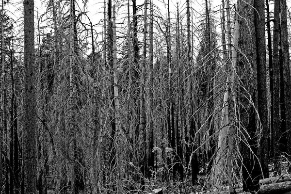 Heavily Wooded
