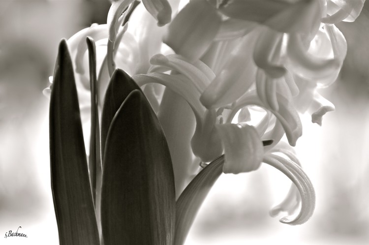 Black/white + Colors