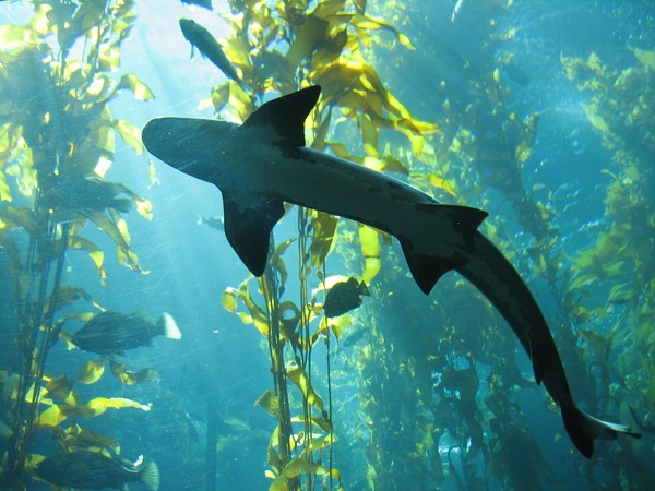 little shark