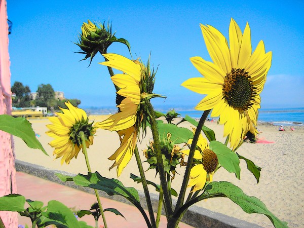 SUNFLOWERS AT THE BEACH