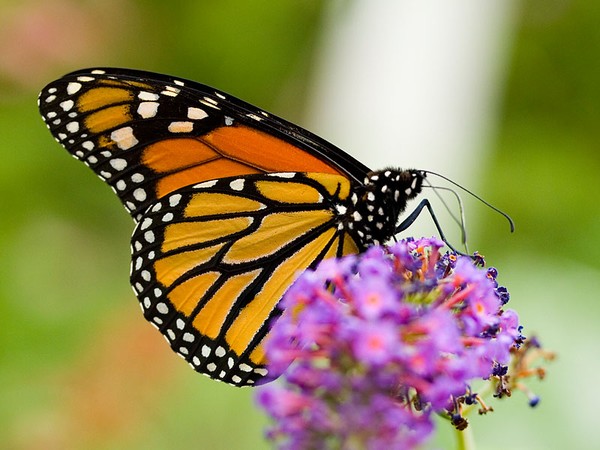ROUNDUP IS KILLING OUR MONARCH BUTTERFLIES WHICH..